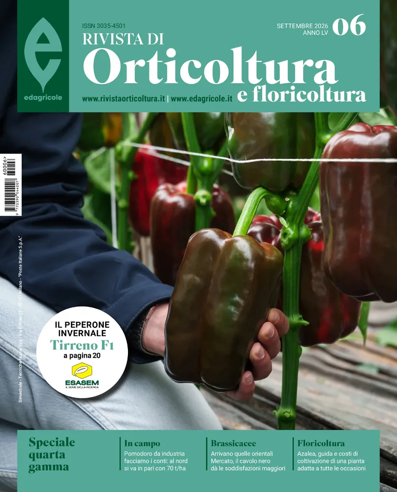 n.6 - Settembre 2026