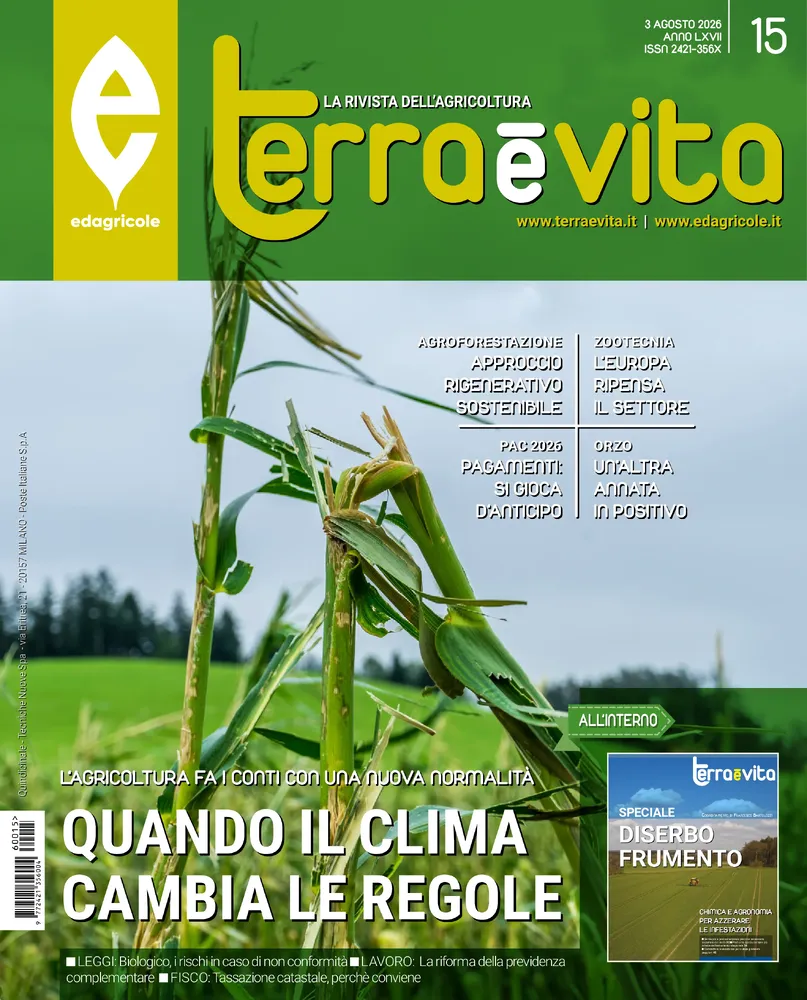 n.15 - Agosto 2026